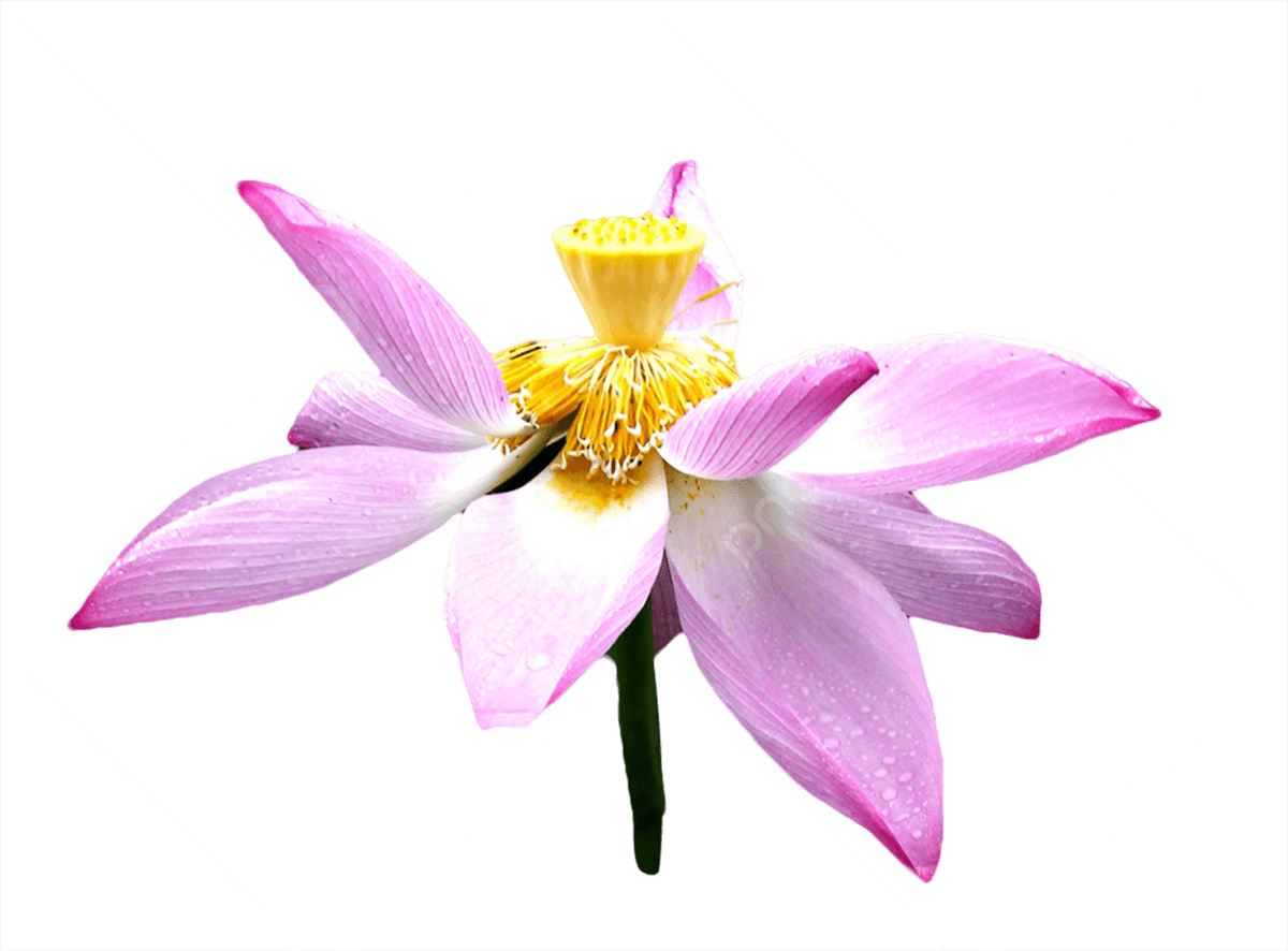 скачать loto club