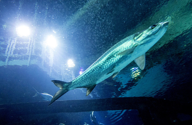 Casino Mr Bet  Bonuscodes 2024